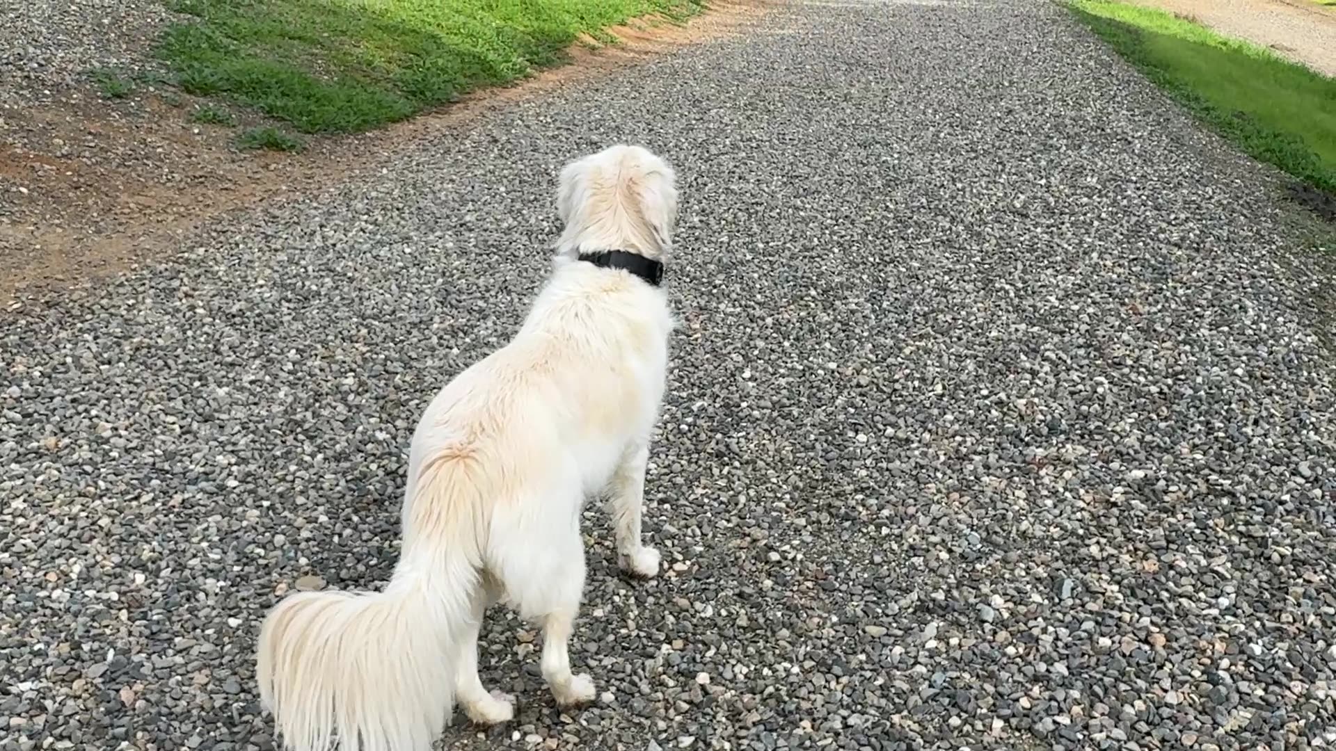 Kona roaming freely on rural property wearing SpotOn NOVA GPS fence collar