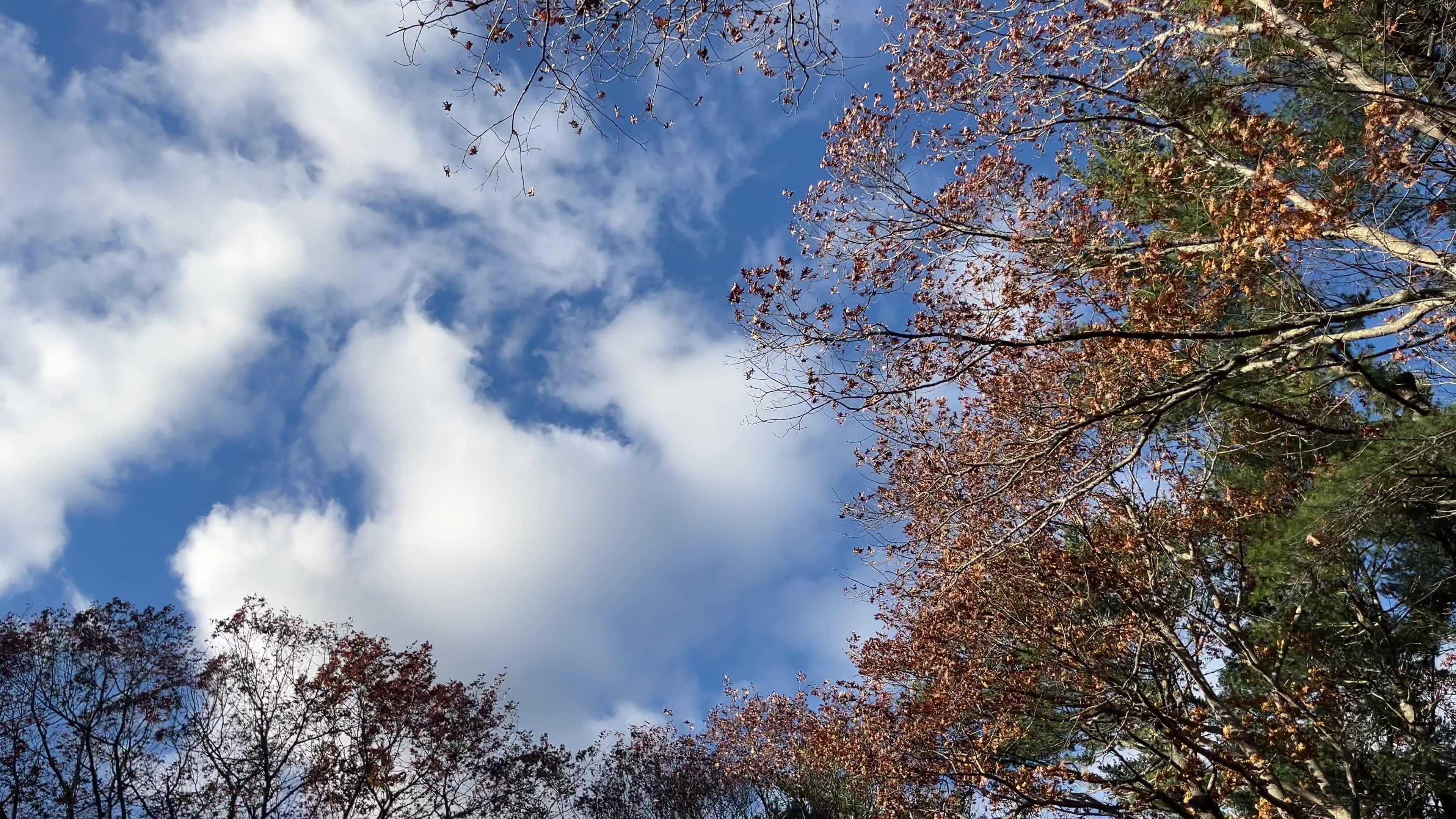 Partial tree coverage in the GPS fence testing environment — more challenging than open sky for satellite reception